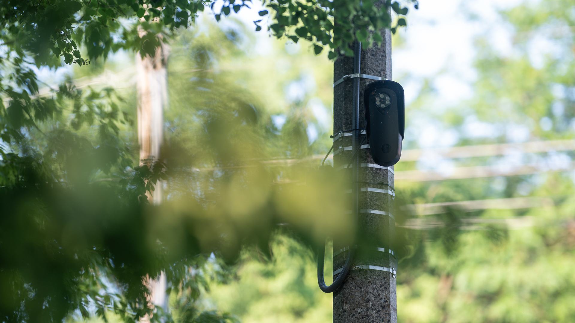 A flock camera mounted on a utility pole, seen through the leaves of a tree.