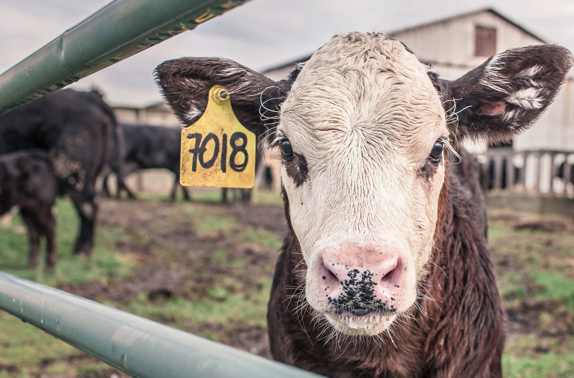moo