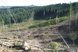 logging