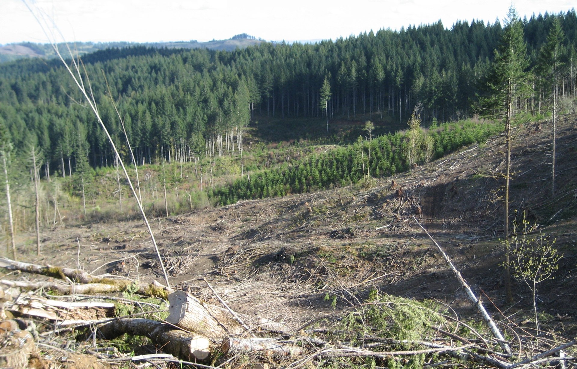 logging