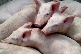 piglets